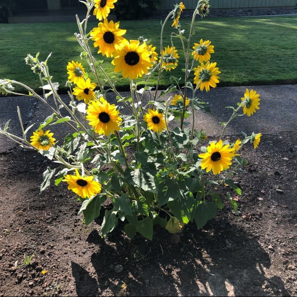 Meet your Posher, Ruby